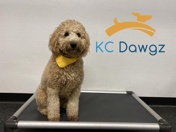 Images KC Dawgz Dog Training Academy