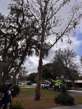 Images Trent's Tree Service The Neighborhood Arborist LLC