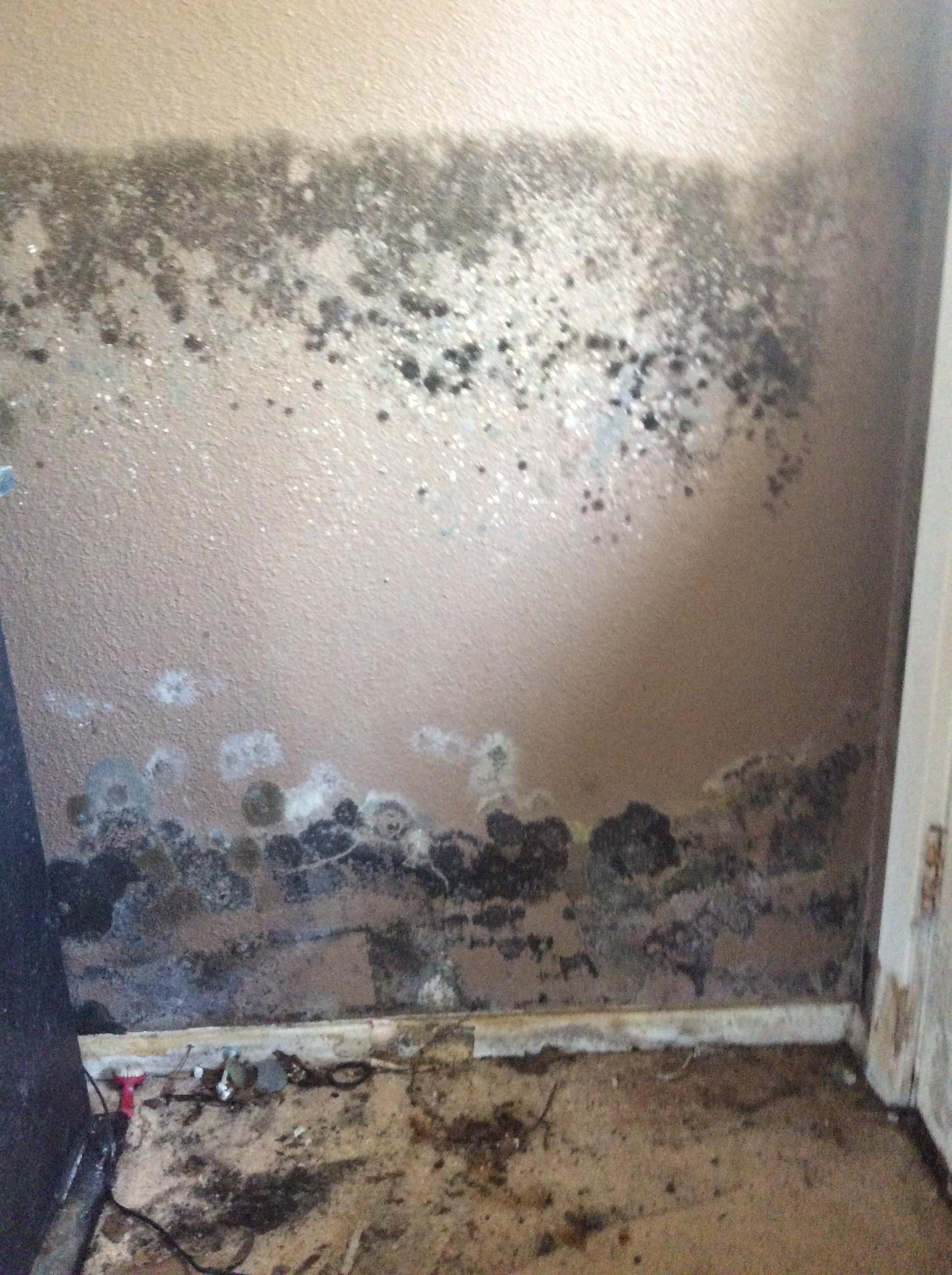 Can you spot the mold? SERVPRO of Tyler can and we are here to help!