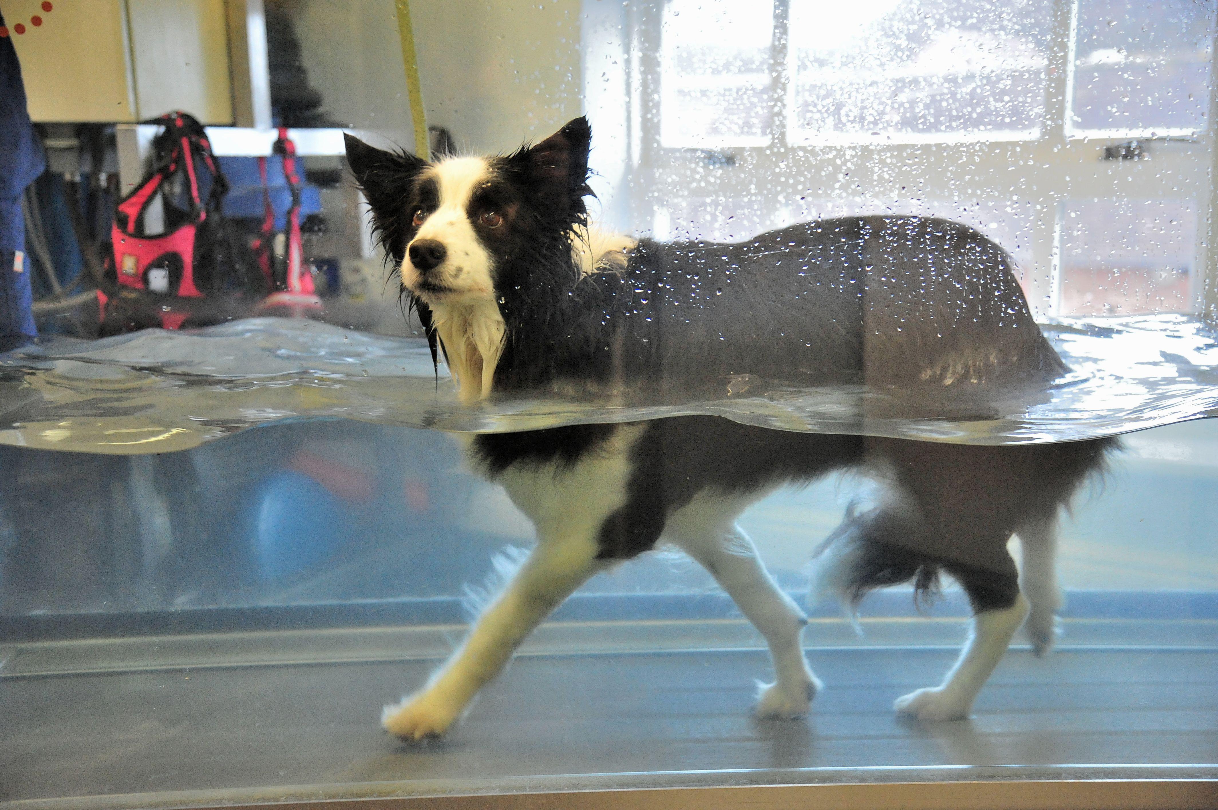 Severn Veterinary Centre and Hydrotherapy Suite Worcester 01905 756156