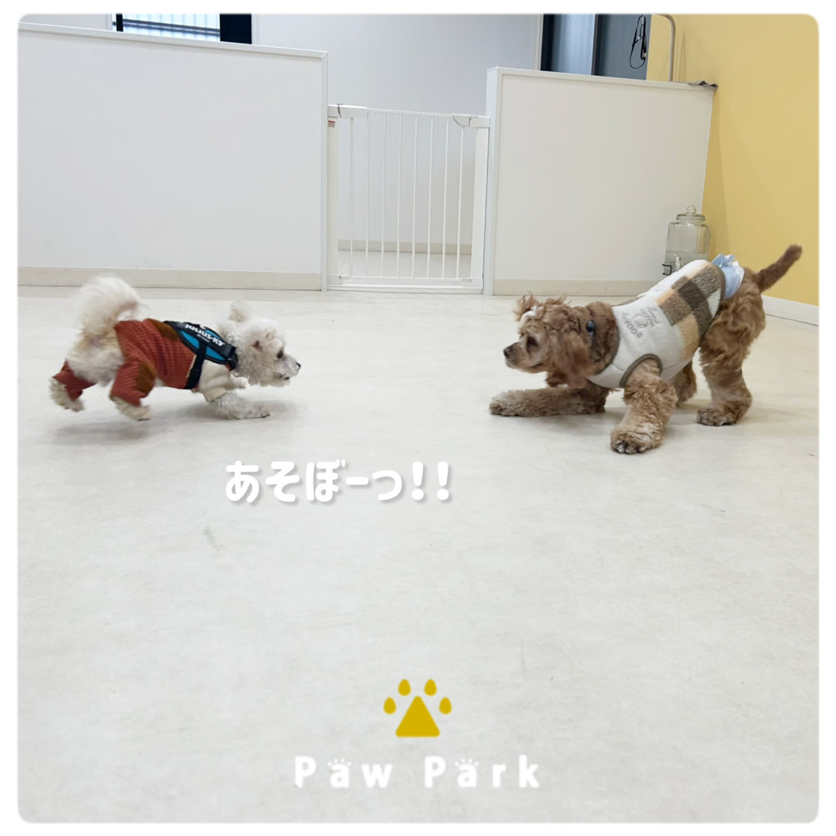 Images PawPark 犬のようちえん 高槻店