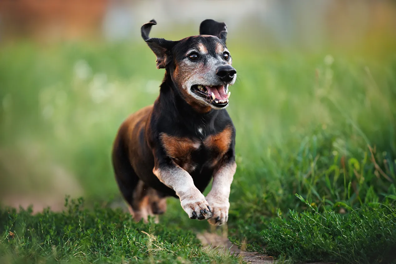 Image of Local Pet Event Dachshund Meet Up & Pup Cup Bar Nearby