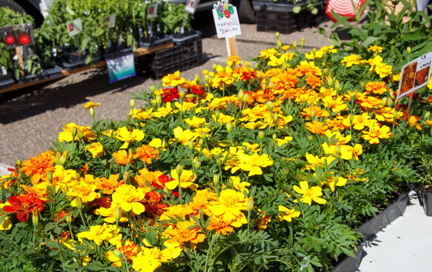 A high-angle outdoor shot of vibrant yellow and orange marigold plant flats displayed on a table in the sun with potted vegetable starters and tomato plants in the background