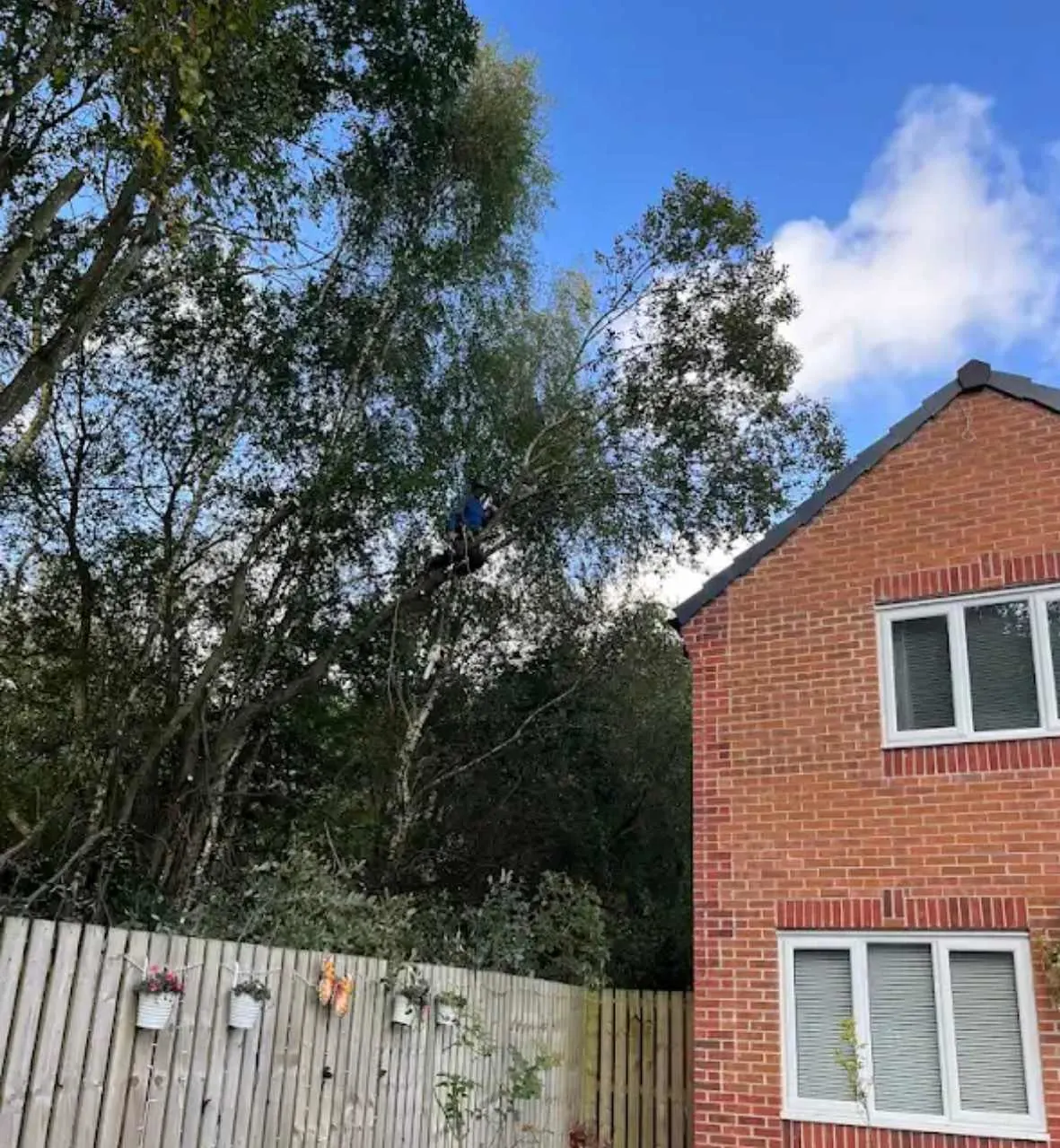 Images Tree Doctors & Landscaping