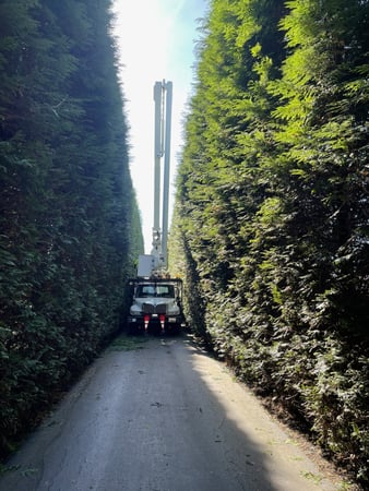 Images O'Brien Outdoors Tree Service