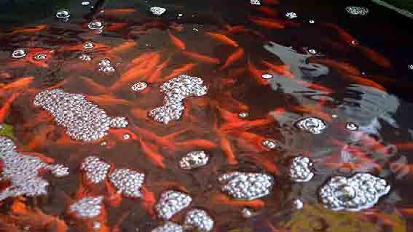 Images Fugle & Dyrehandler Arnfred M Madsen