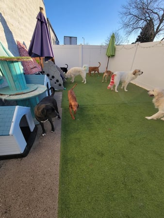 Images K9 Wonderland