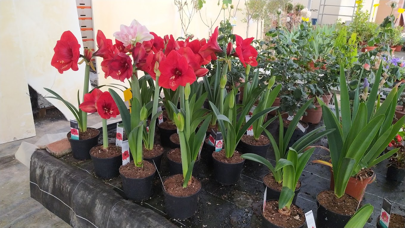 Images Viveros Ángel Cid