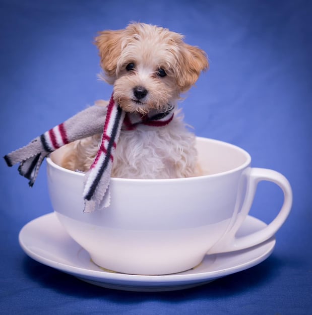 Images Pets First Veterinary Clinic