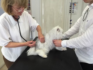 Tierarztpraxis München Nord Freimann - Elisabeth Kania, Längsweg 9 in München