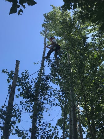 Images 4 Seasons Tree Service