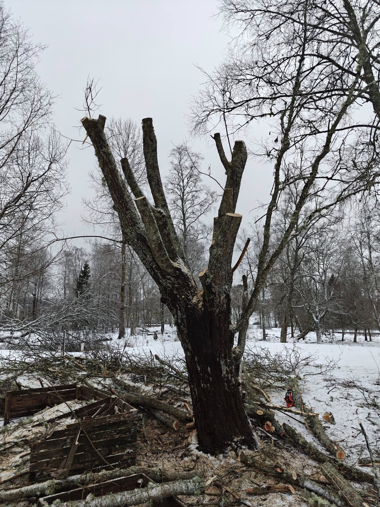 Images FLF Trädfällning och skog