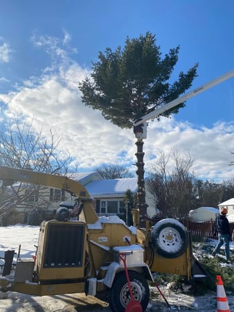 Images Simply Trees & More LLC