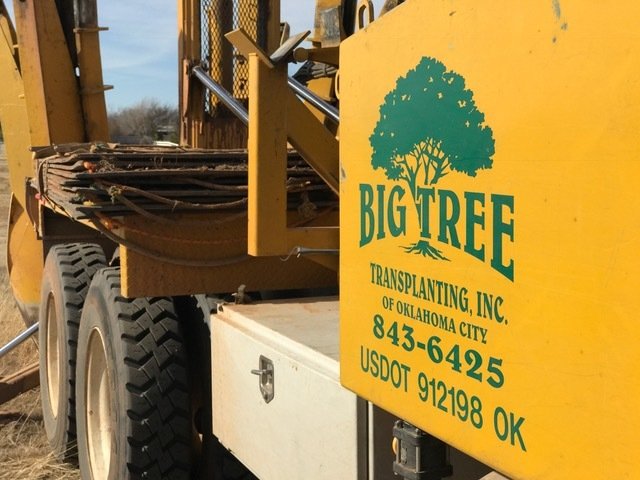 Images Big Tree Transplanting