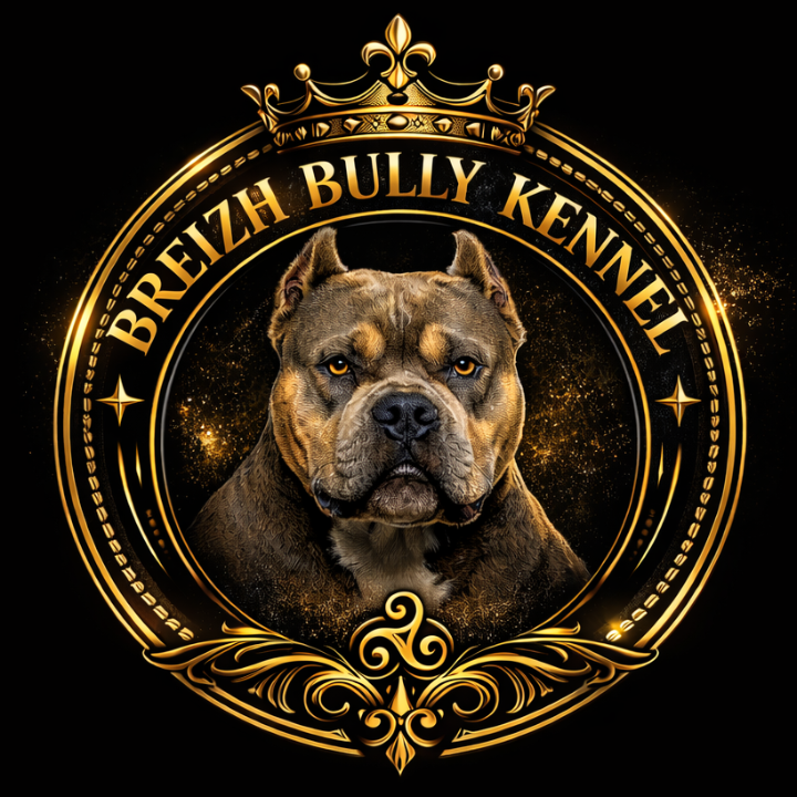 Breizh Bully Kennel élevage de chiens, de chats