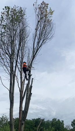 Images Indiana Stump Remover