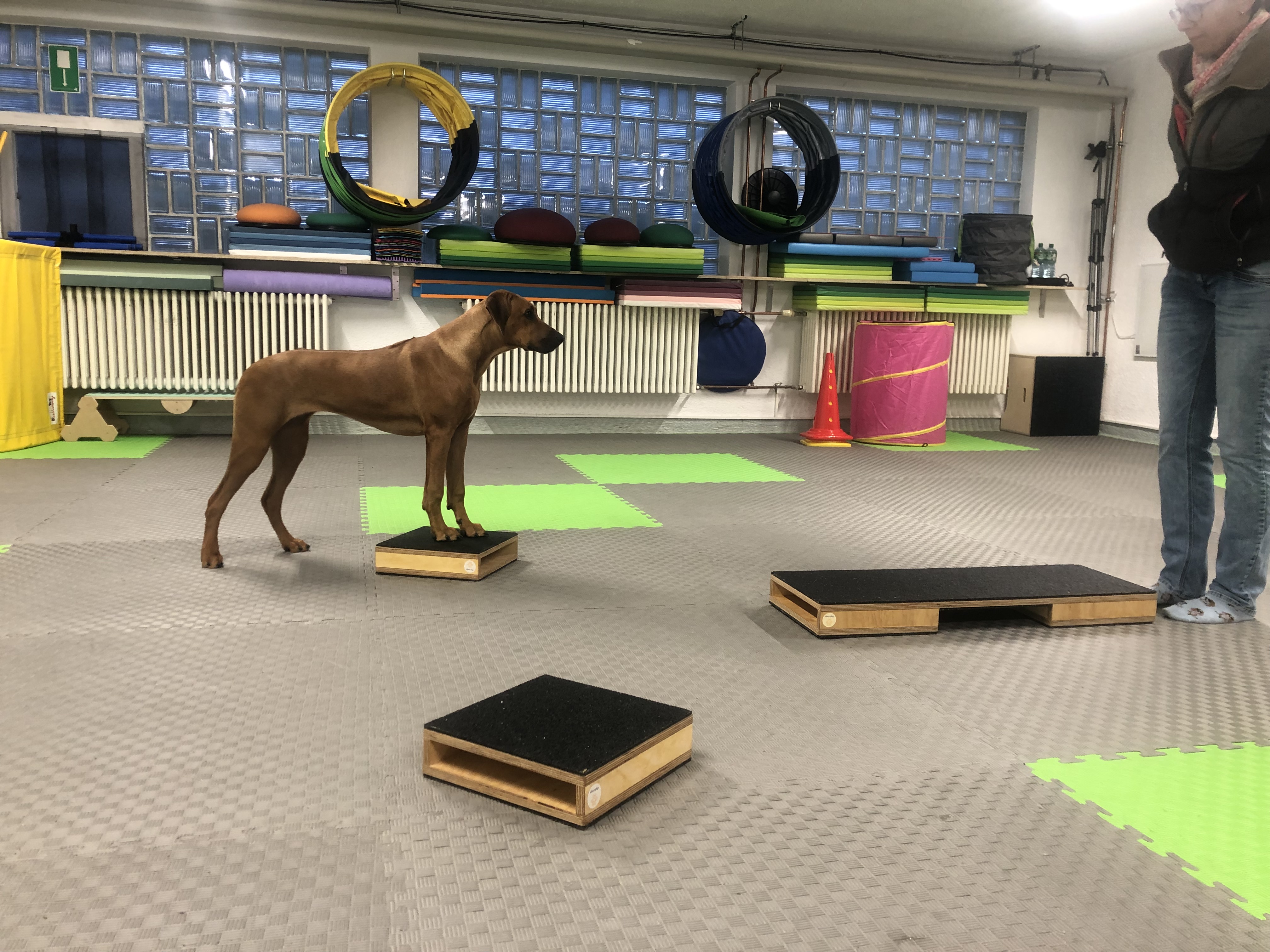 Bilder DOX.fitness - Hundeschule