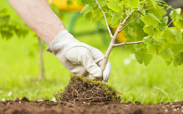 Images CW Willis Landscaping & Garden Center