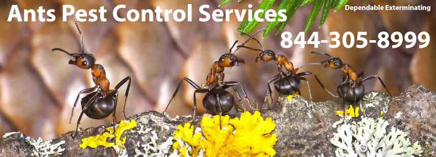 It's Ant Season. Call Today For An  Inspection. 1-844-305-8999. Dependable Exterminating Co., Inc. New York (718)824-4444