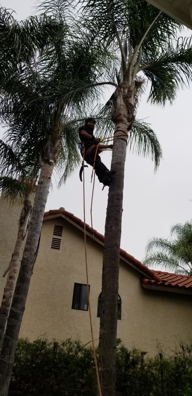 Rafa's Landscaping Service - Palm Tree Trimming