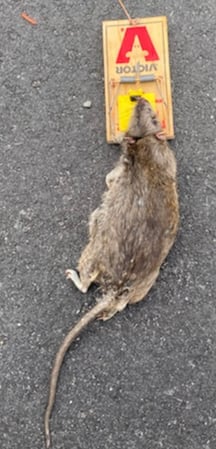 Images All-Pro Pest Control