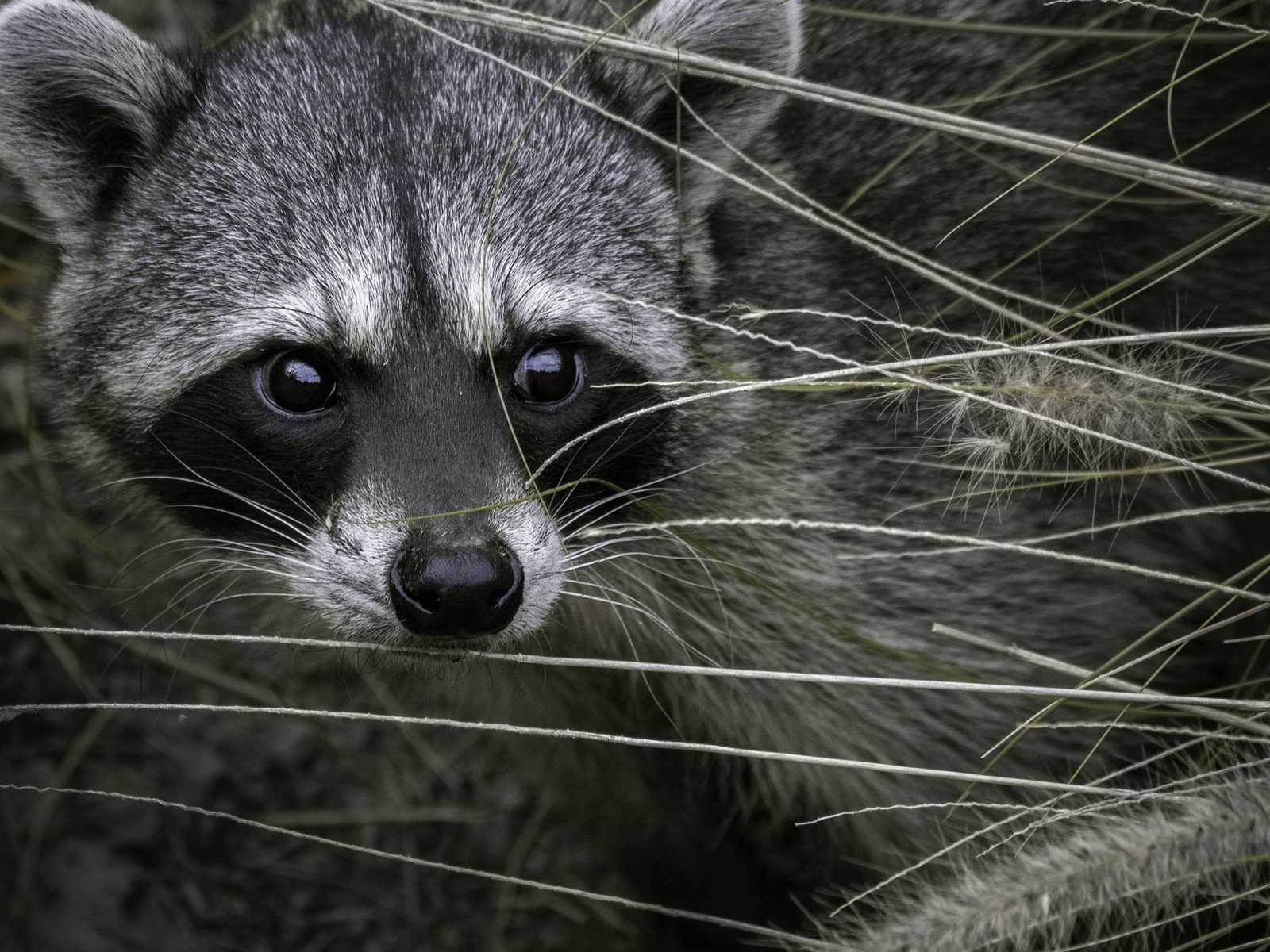 DePalma Wildlife Control