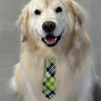 Lux Fur Pet Salon Image