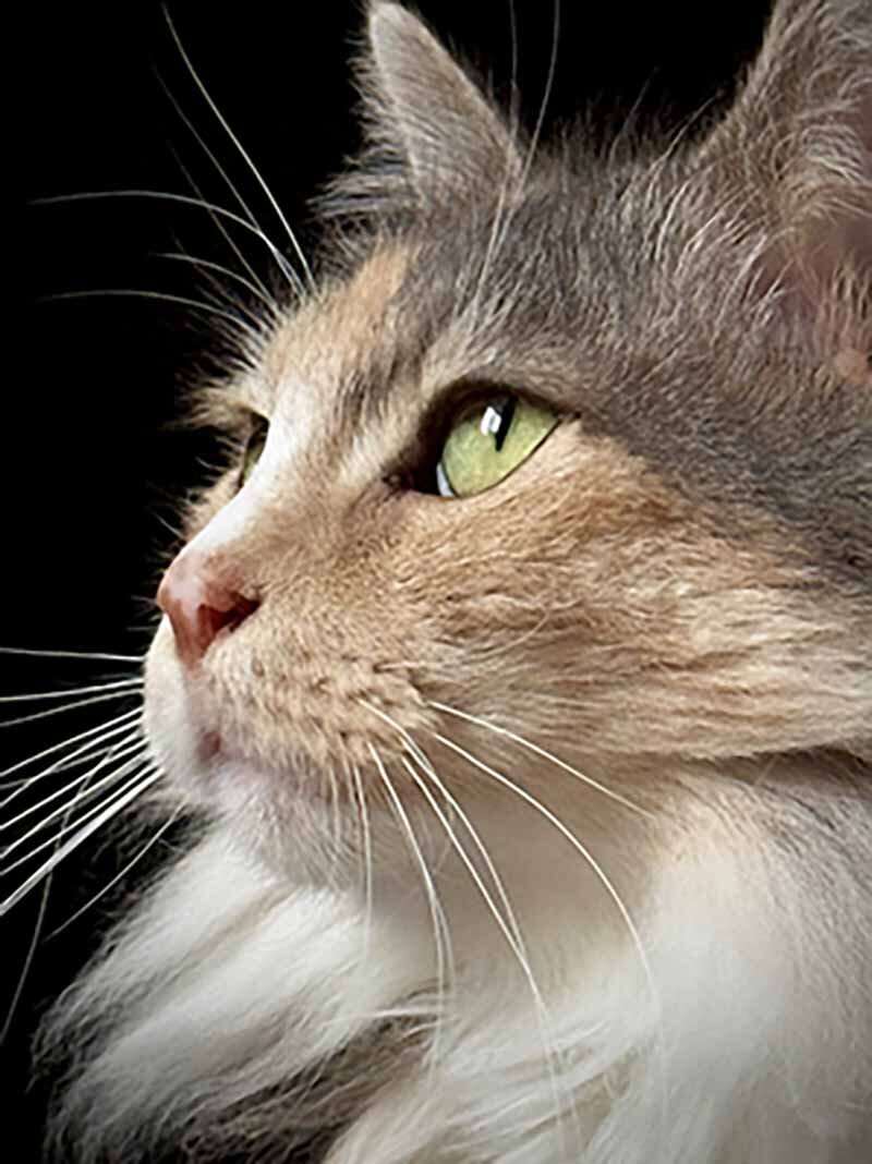 Images Whisker Watcher and Walkies