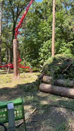 Images Magana Tree Service