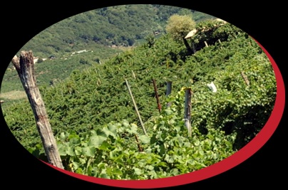Images Azienda Agricola Valdagre