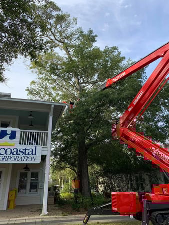 Images A Cut Above Tree Experts