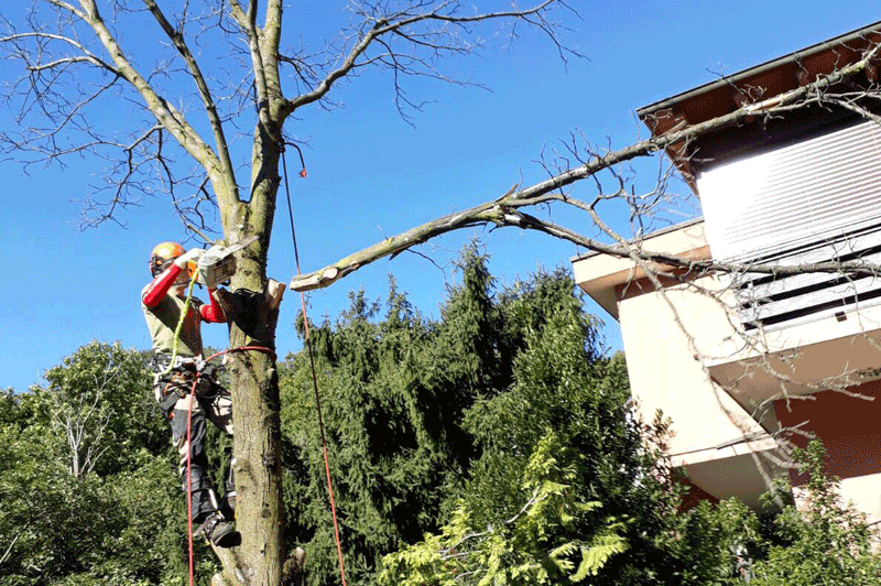 Bilder Davide Pirotta Lavori Forestali e tree climbing