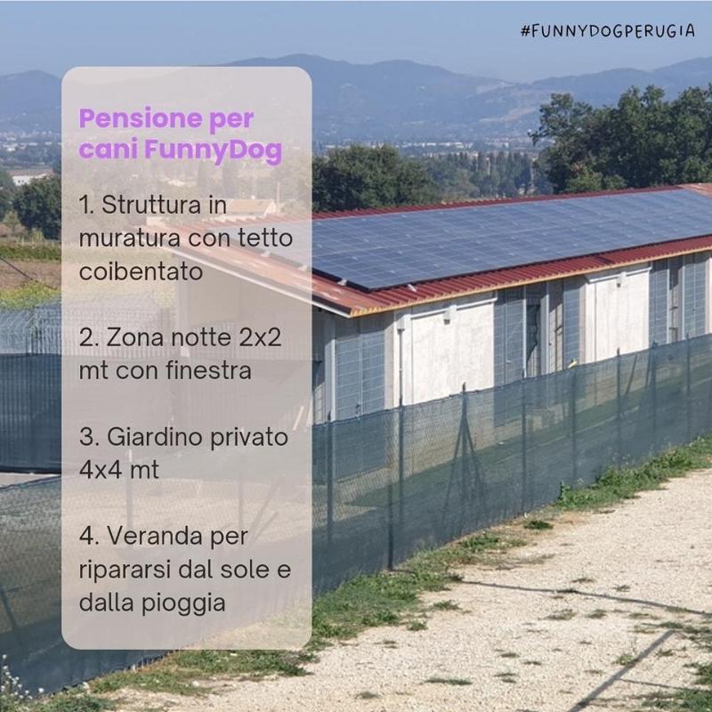 Images Funny Dog di Cascioli Leonardo - Educazione, Sport e Pensione per Cani