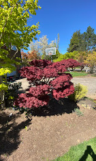 Images Alexa's Tree Service