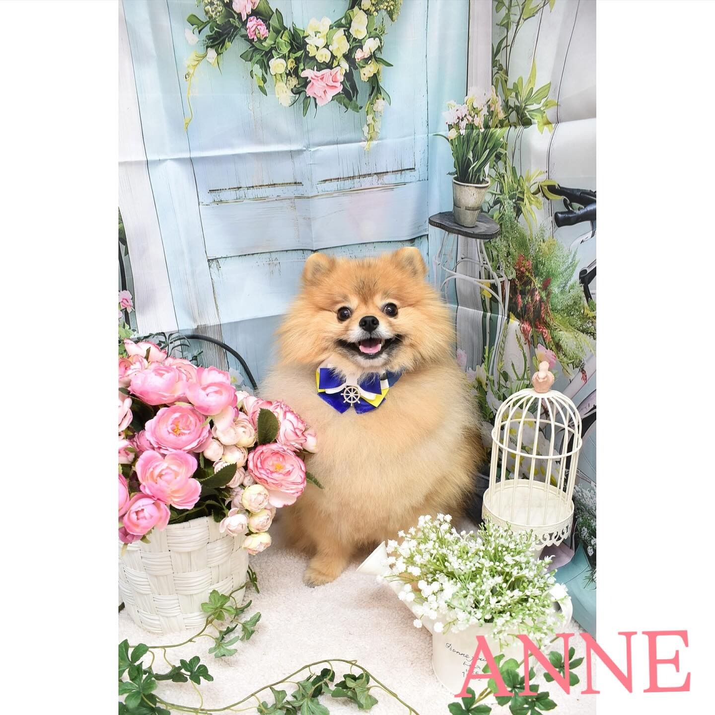 Images わんわんスタイルANNE