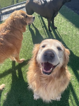 Images Playtime Pet Resort