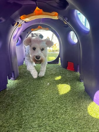 Images Playtime Pet Resort