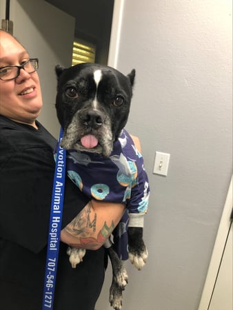 Images VCA Devotion Animal Hospital