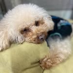 Images たまとポチ 宇津木店