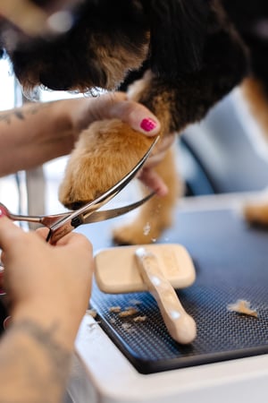 Images Sparkle Grooming Co.
