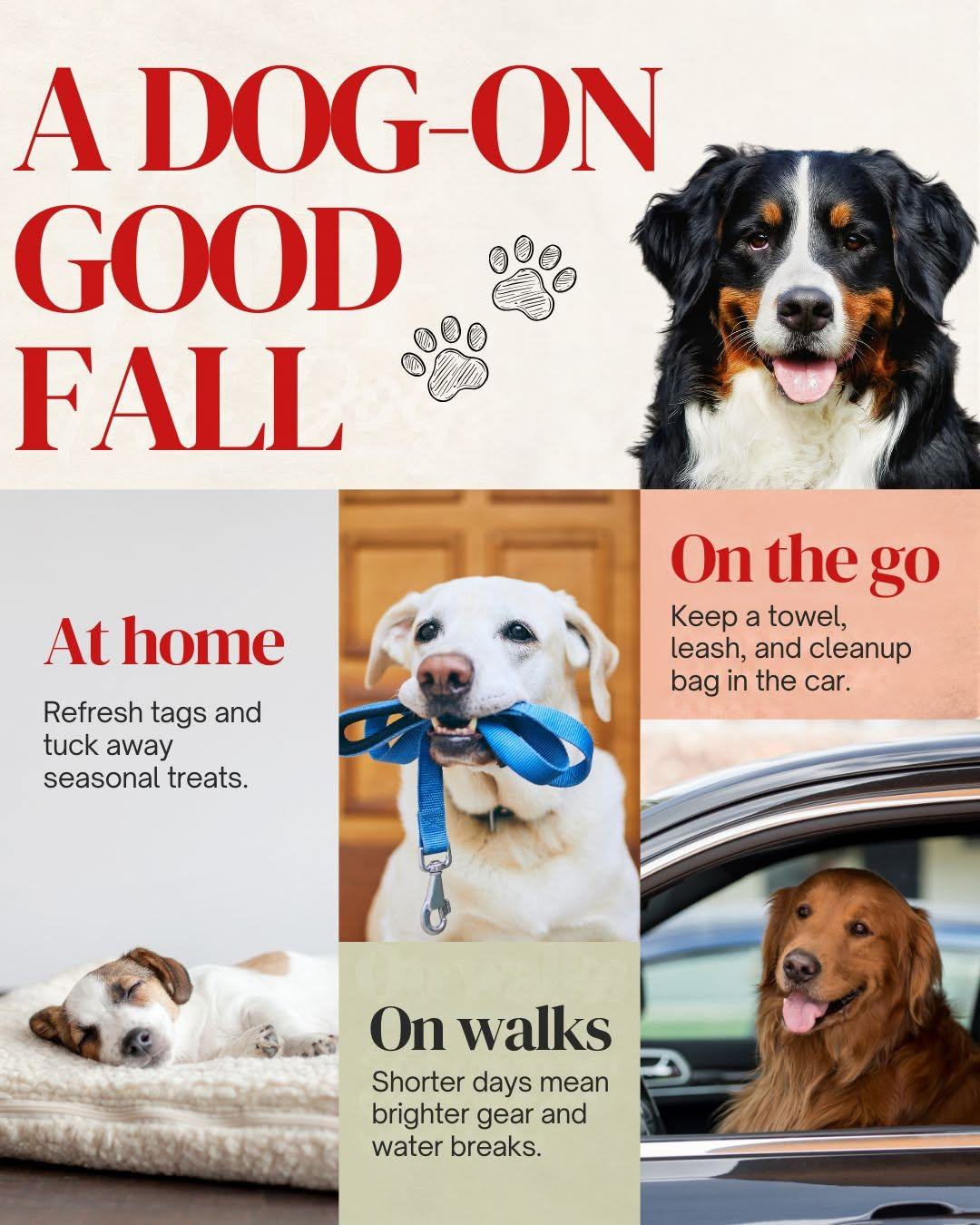 A Dog-On Good Fall! Fall adventures are even better with a four-legged sidekick. Grab the leash, water and a towel for muddy paws. Check your pup’s ID tag and keep seasonal treats out of reach. What’s your dog’s favorite fall activity?