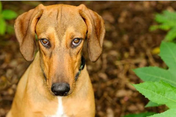 Images The Good Dog Shoppe