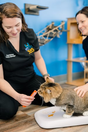 Images PetVet365 Pet Hospital Pittsburgh / South Hills