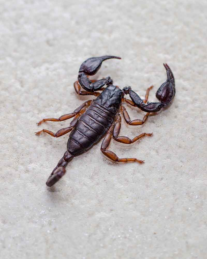 Bilder Logicomed Sagl