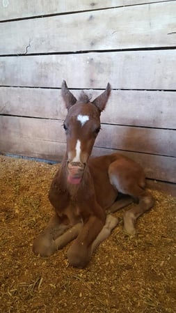 Images Tidewater Equine Clinic & Farm Animal Services
