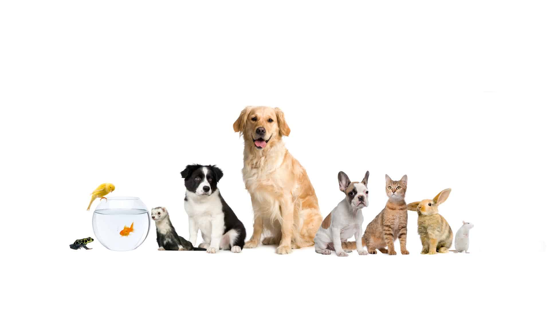 Images North Bundaberg Vet Surgery