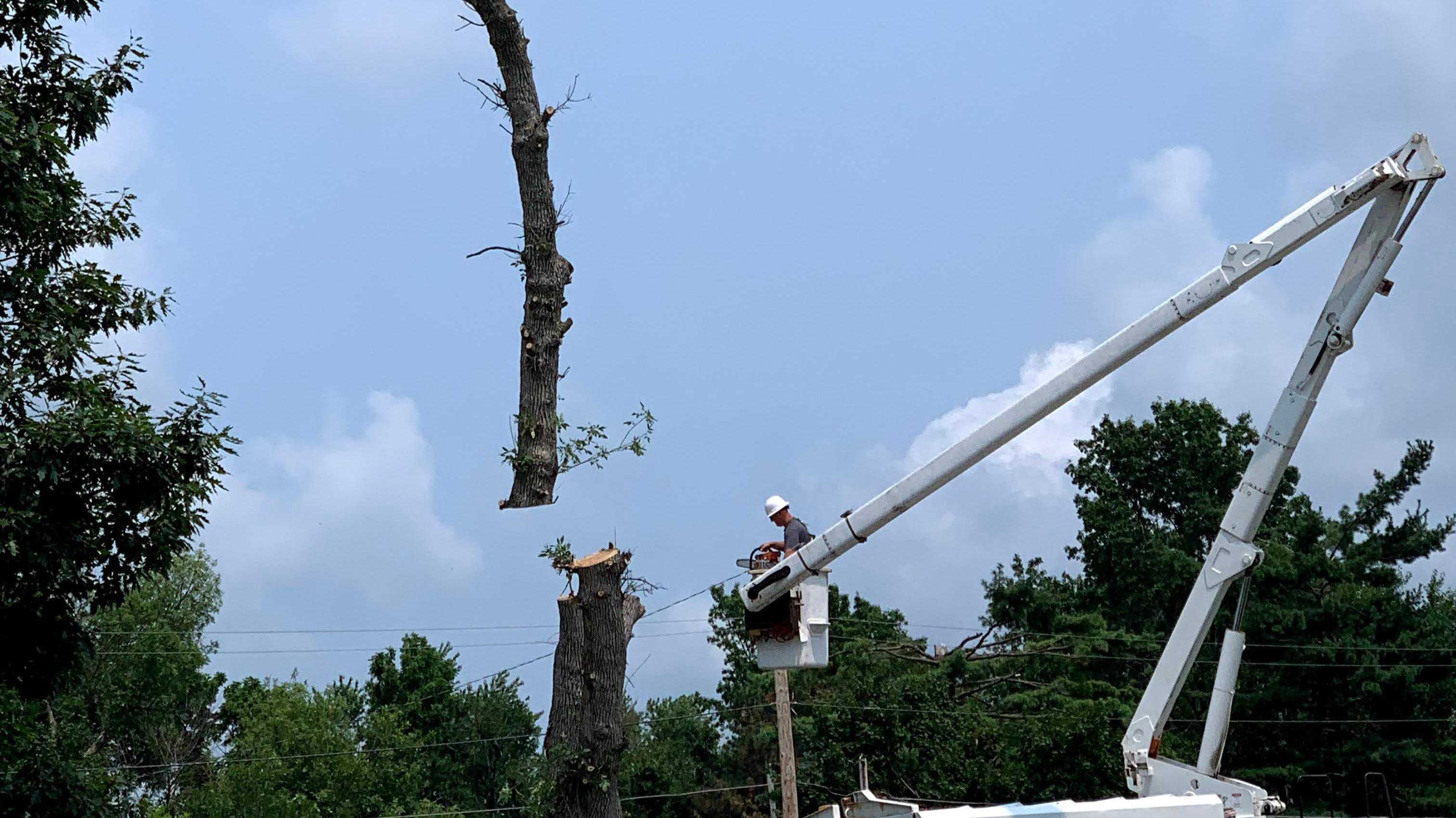 When tree removal becomes necessary, rely on the experienced team at Dittmer Tree Service to handle the job safely and efficiently. Our skilled technicians use state-of-the-art equipment and proven techniques to safely remove trees of any size or complexity. Whether due to disease, storm damage, or space constraints, you can count on us to remove unwanted trees with precision and care.