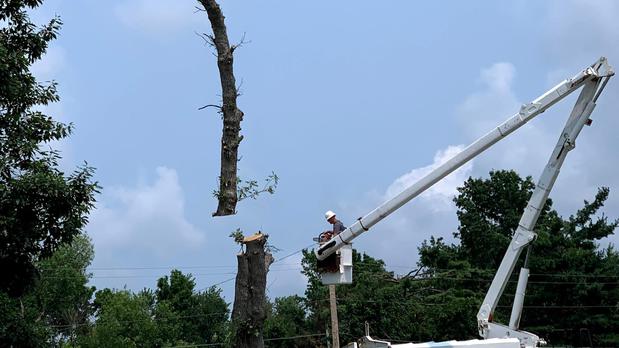 Images Dittmer Tree Service