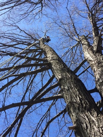 Images Foppema Tree Care