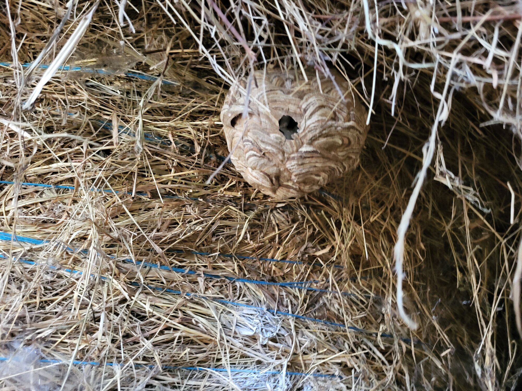 Images CLG Nuisibles-Guêpes-Frelons